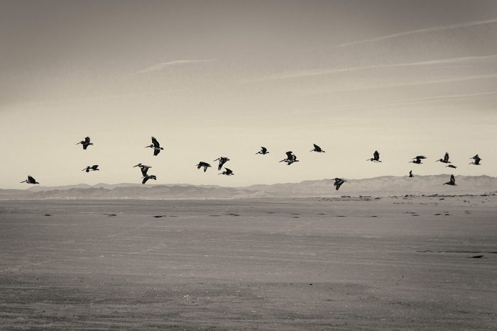 Pelicans in Flight