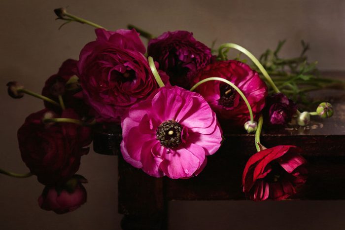 Rouge Ranunculus Print